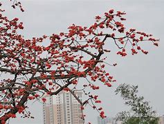 老树开花现代建功赛场上演传奇